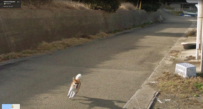 Illustration for article titled Este perro se las arreglĂł para salir en todas las fotos de Google Street View de una calle de JapĂłn